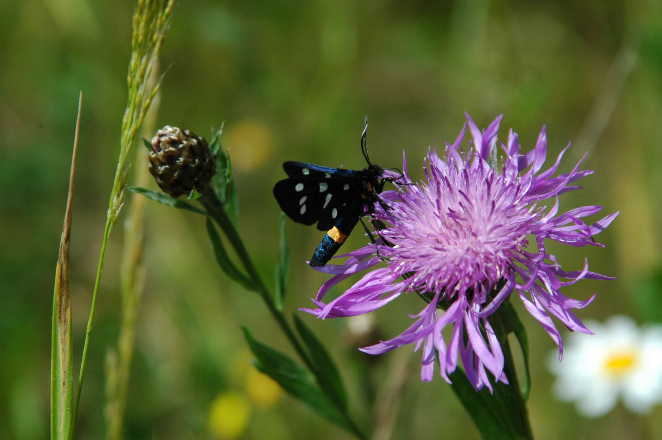 Image of Zygaena ephialtes Linnaeus 1767