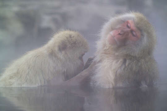 Image of Japanese Macaque