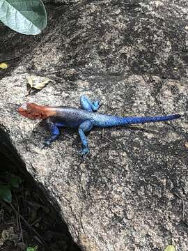 Image of Kenya Rock Agama