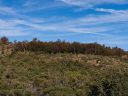 Image of Roble Colorado