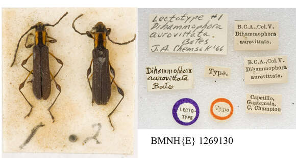 Image of Dihammaphora aurovittata Bates 1880