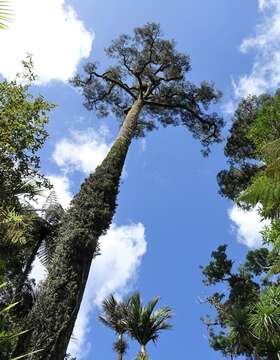 Image of White Pine