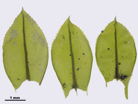 Image of toothed plagiomnium moss