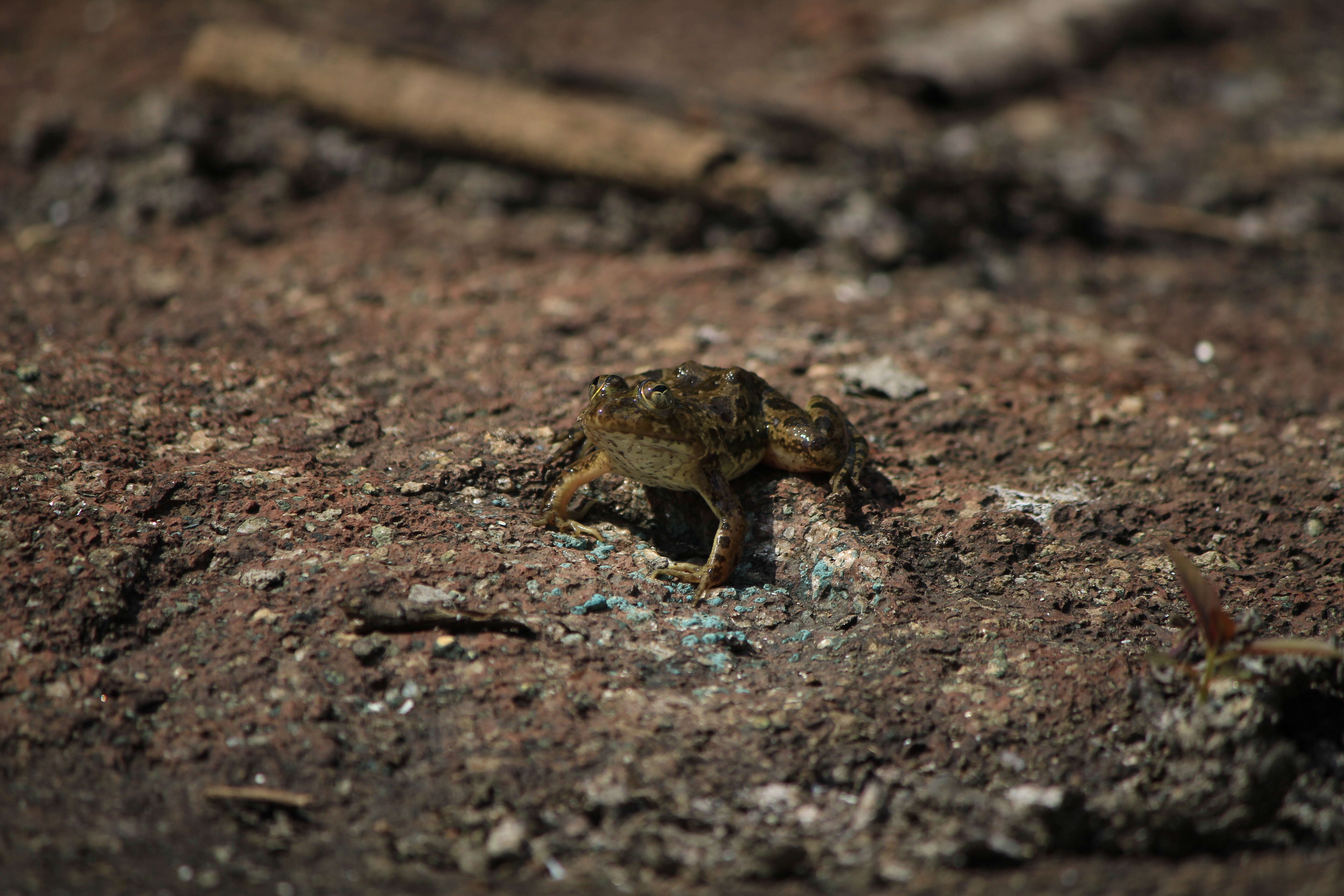 Image of Indian Skipper Frog