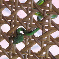 Image of Cardamom Mountains Green Pitviper