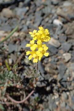 Sivun Alyssum wulfenianum Bernh. ex Willd. kuva