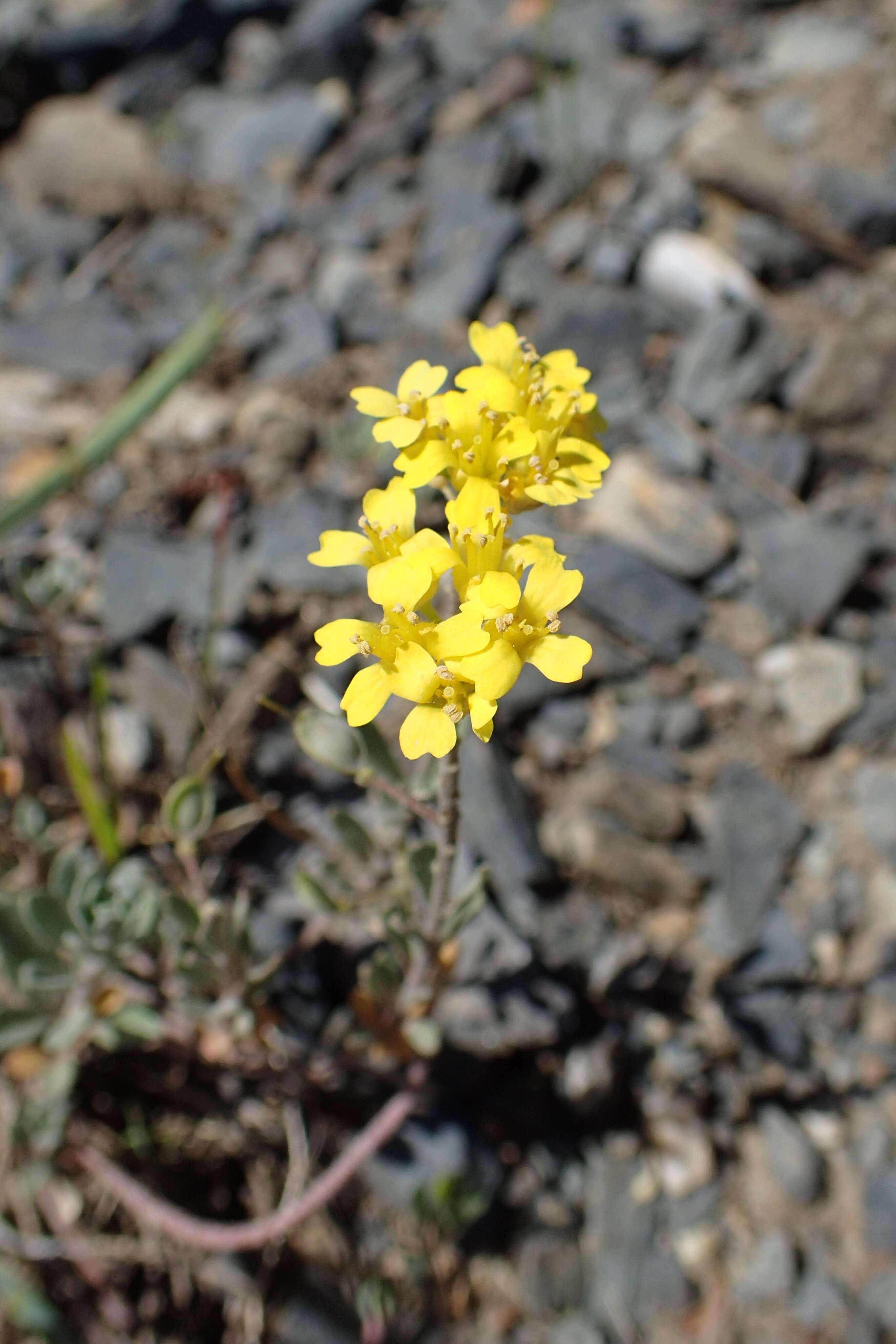 Sivun Alyssum wulfenianum Bernh. ex Willd. kuva