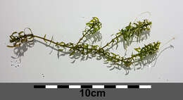 Image of western waterweed