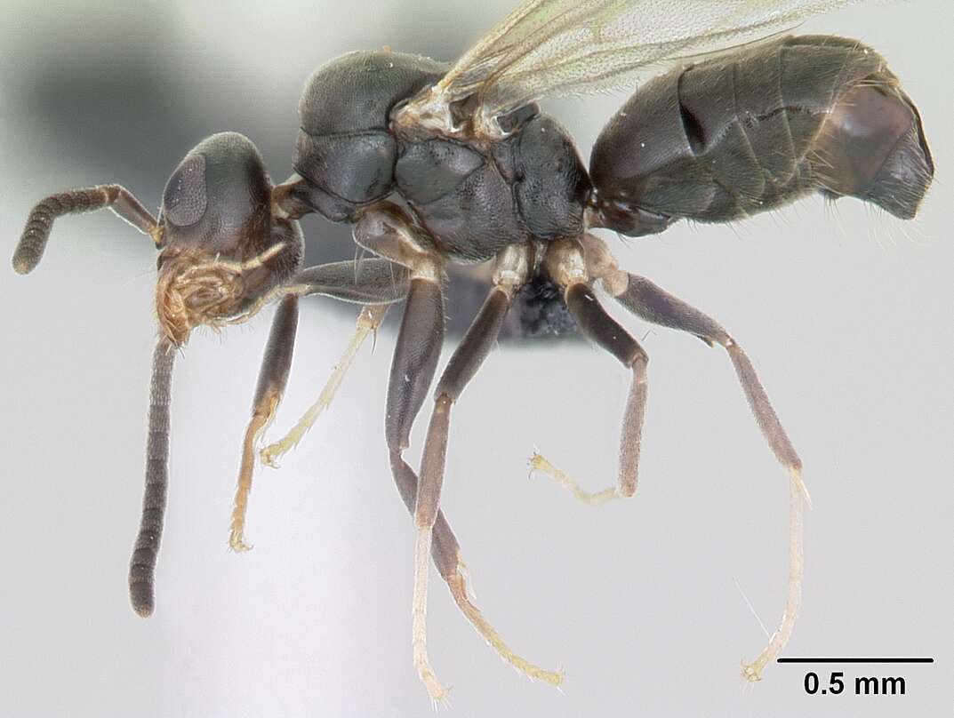 Image of Ant