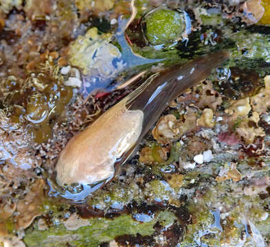 Image of New Zealand lumpfish