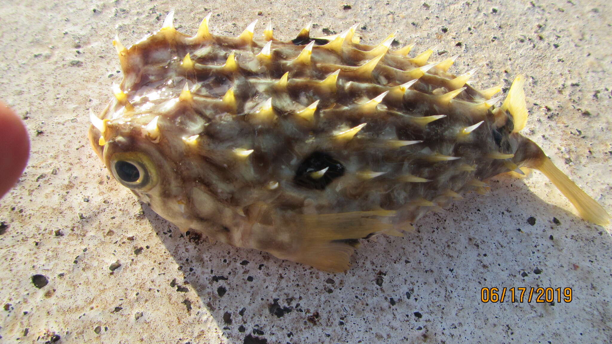 Image of Web Burrfish