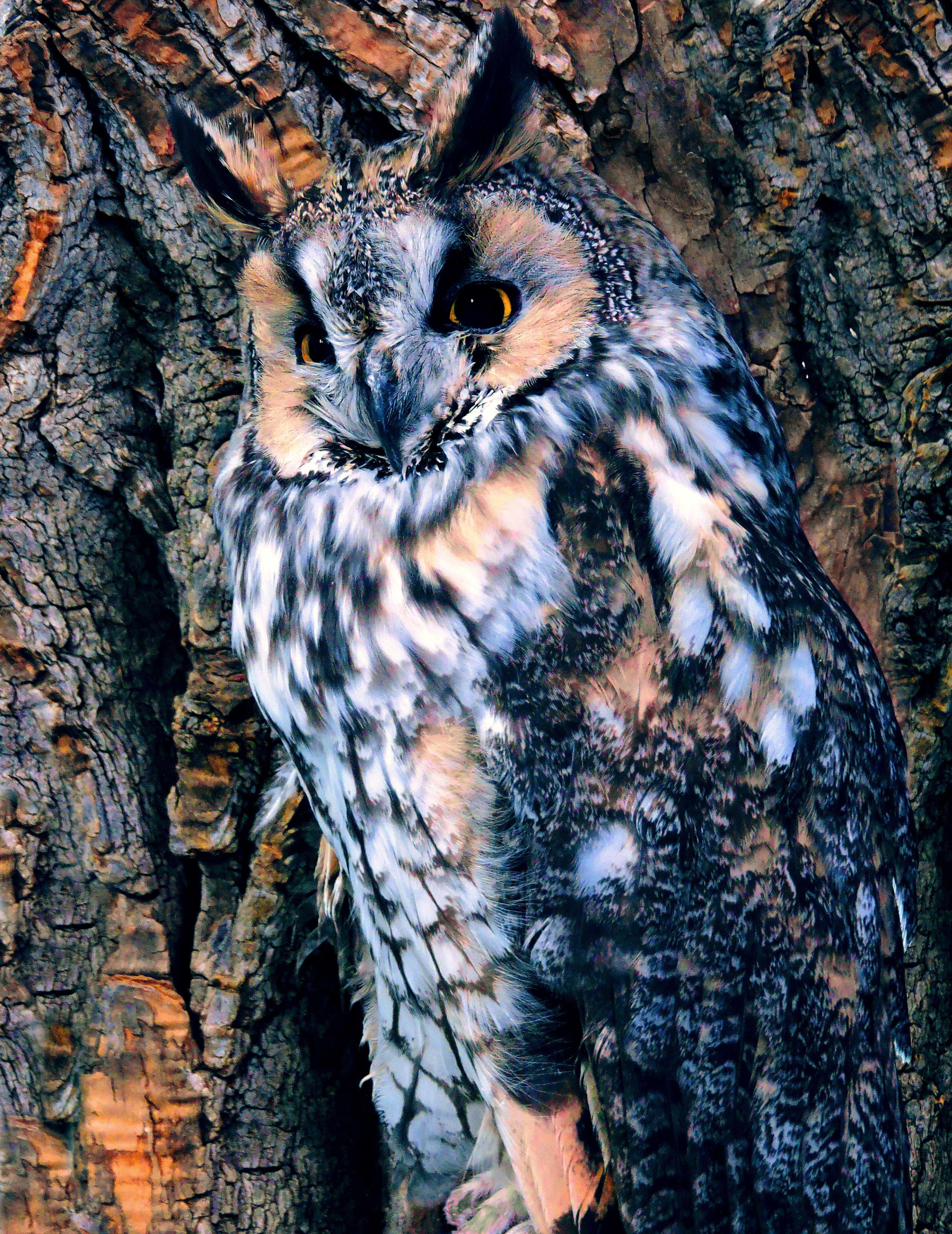 Image of Long-eared Owl