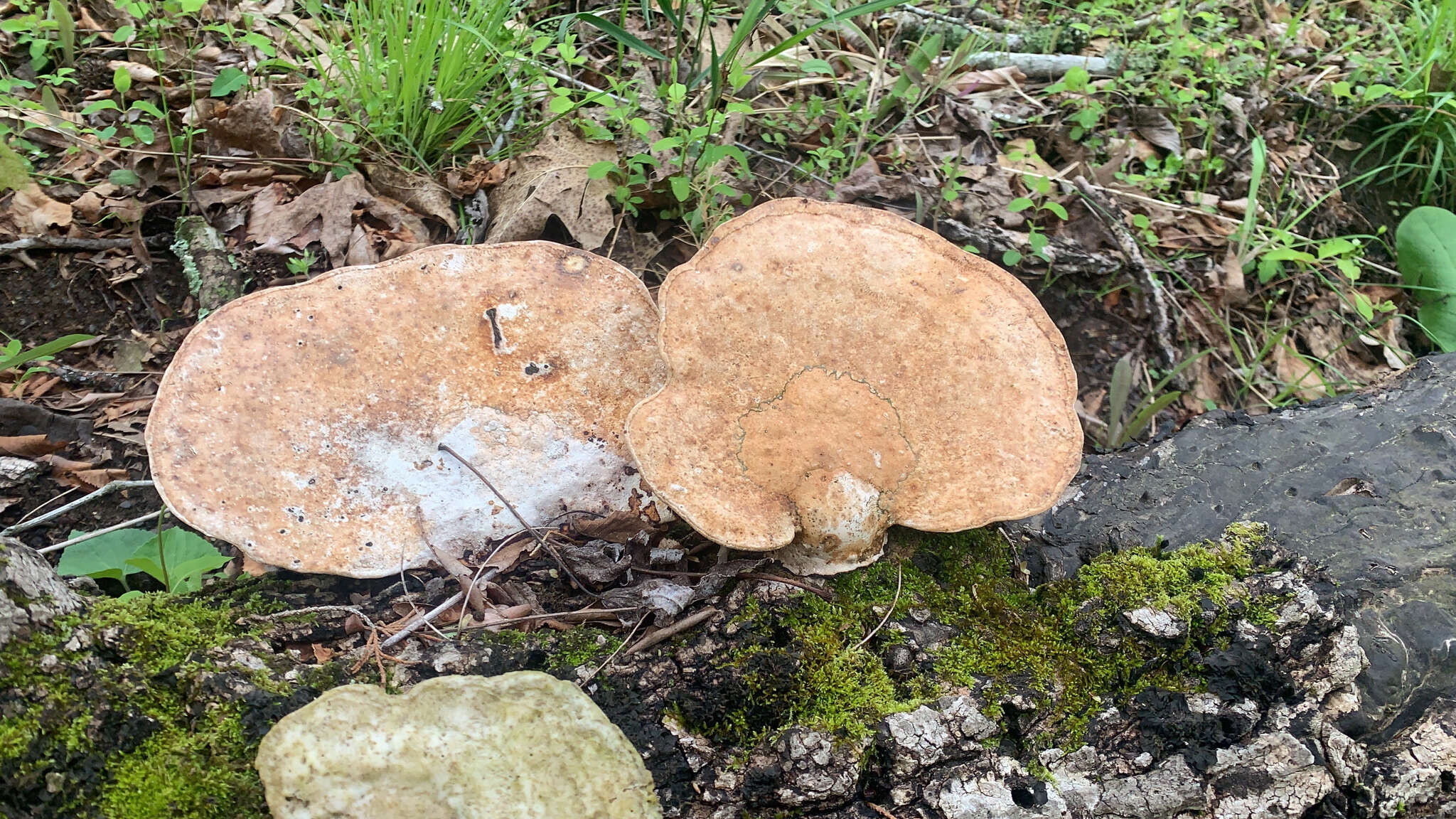 Image of Trametes