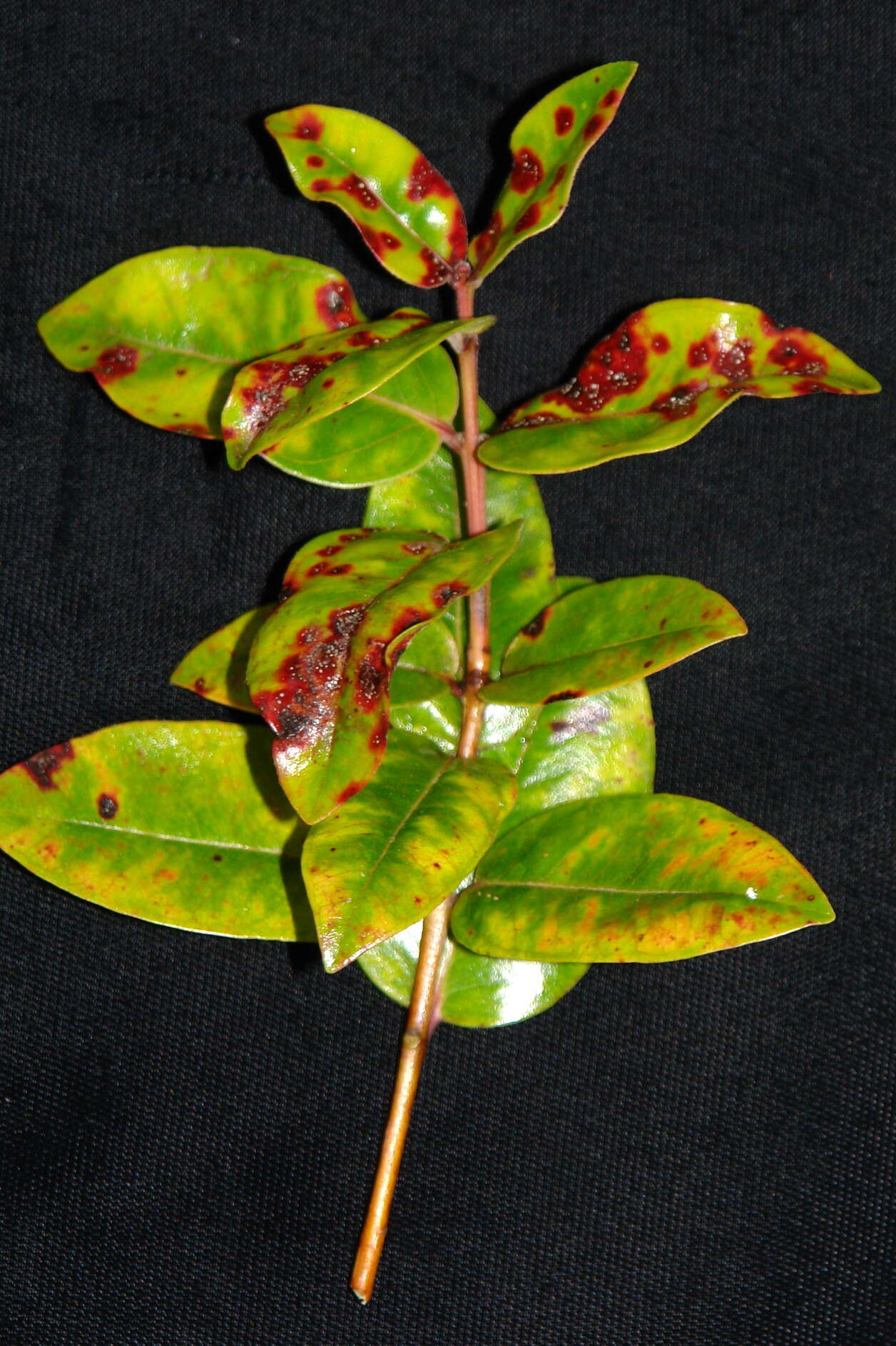 Image of Myrtle rust