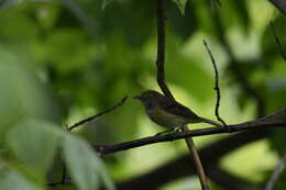 Слика од Vireo griseus (Boddaert 1783)