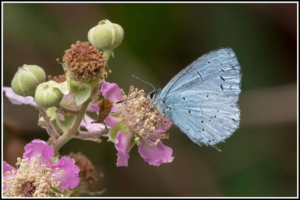 Image of holly blue