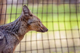 Image of Side-striped Jackal