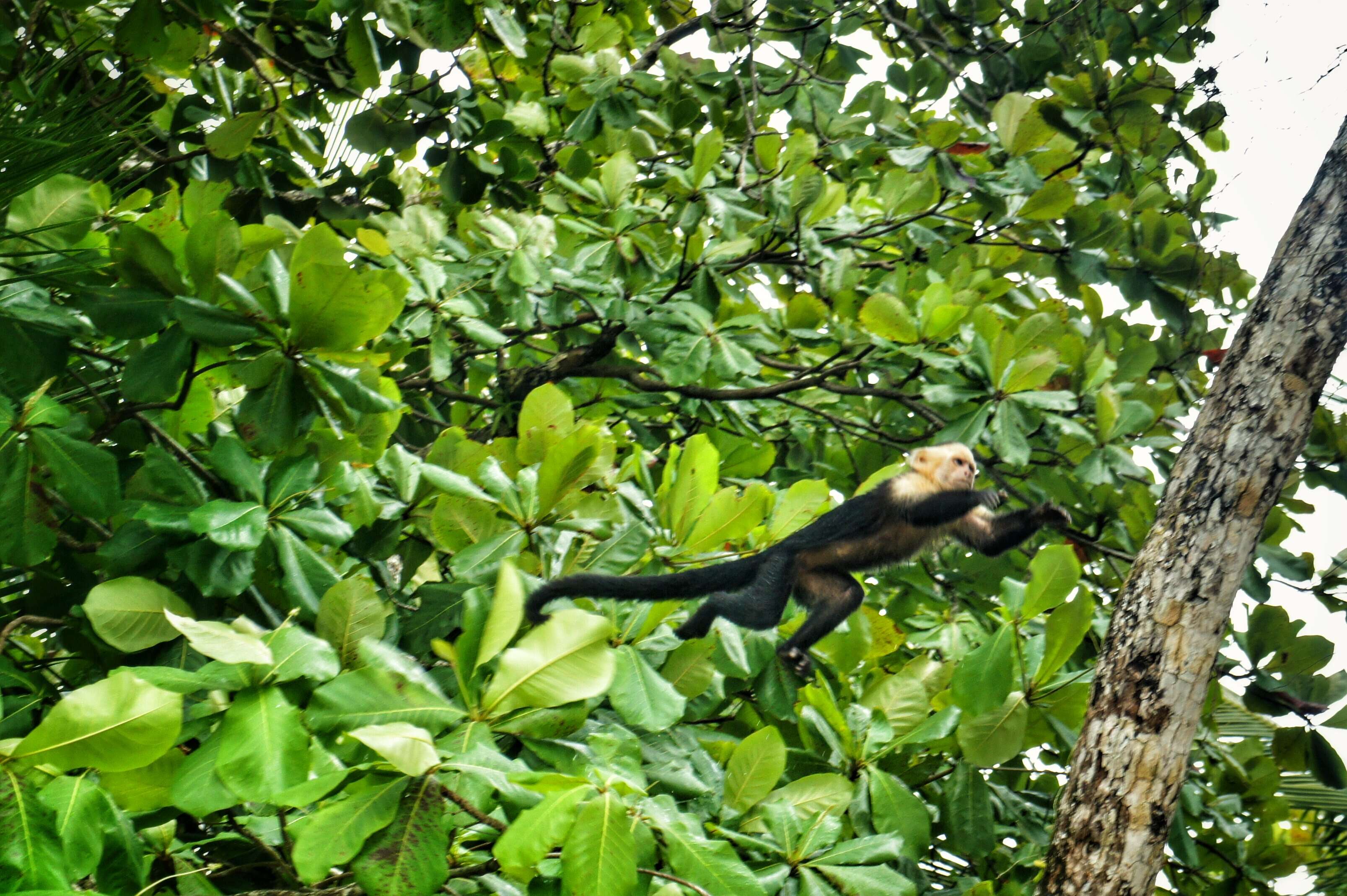 Image of Panama capuchin monkey