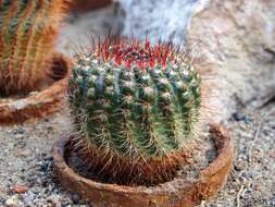 Image of Cactus