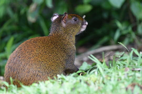 Image of Central American Agouti