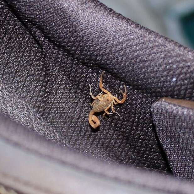 Image of Arizona Bark Scorpion