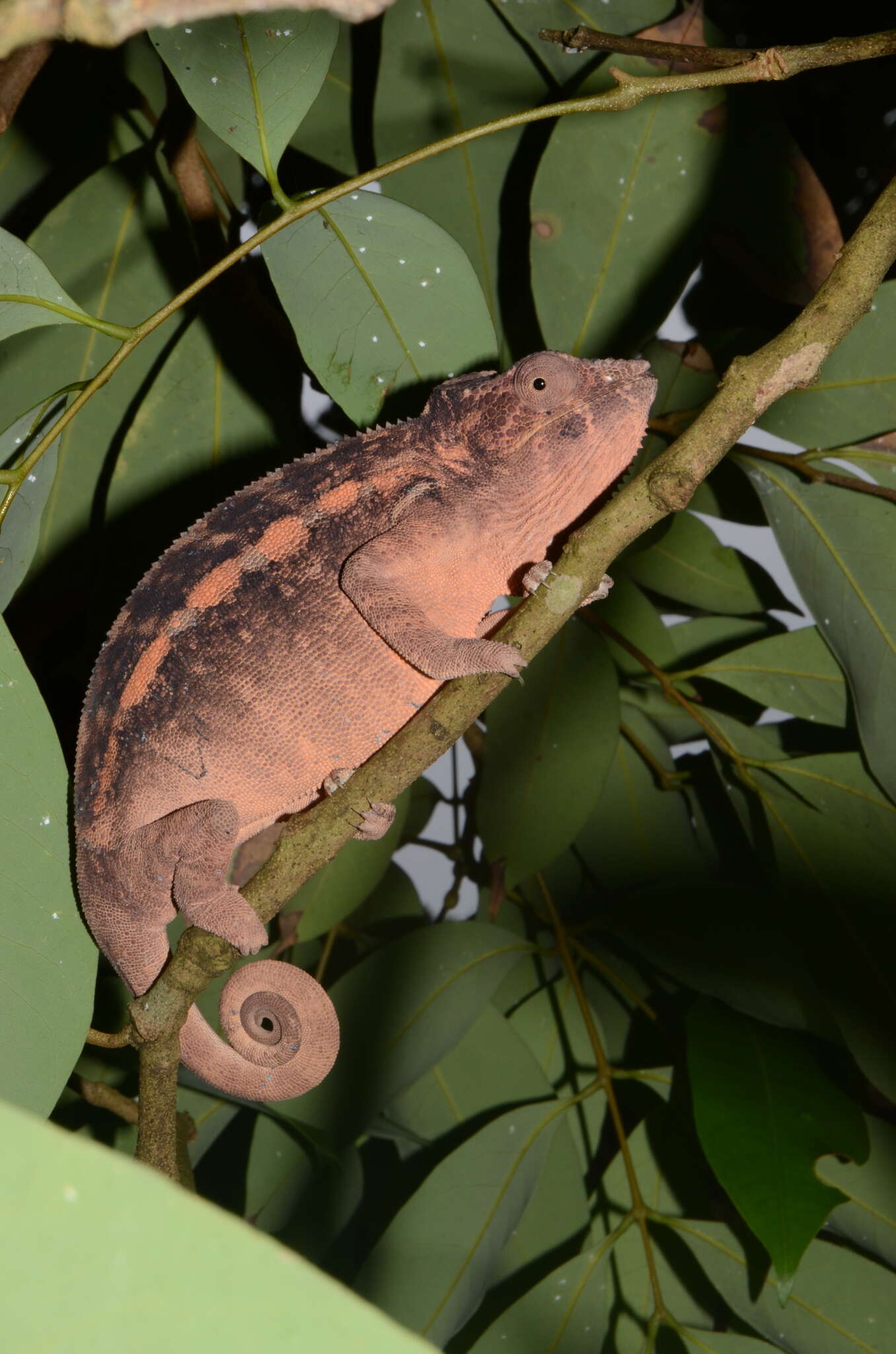 Image of Panther Chameleon