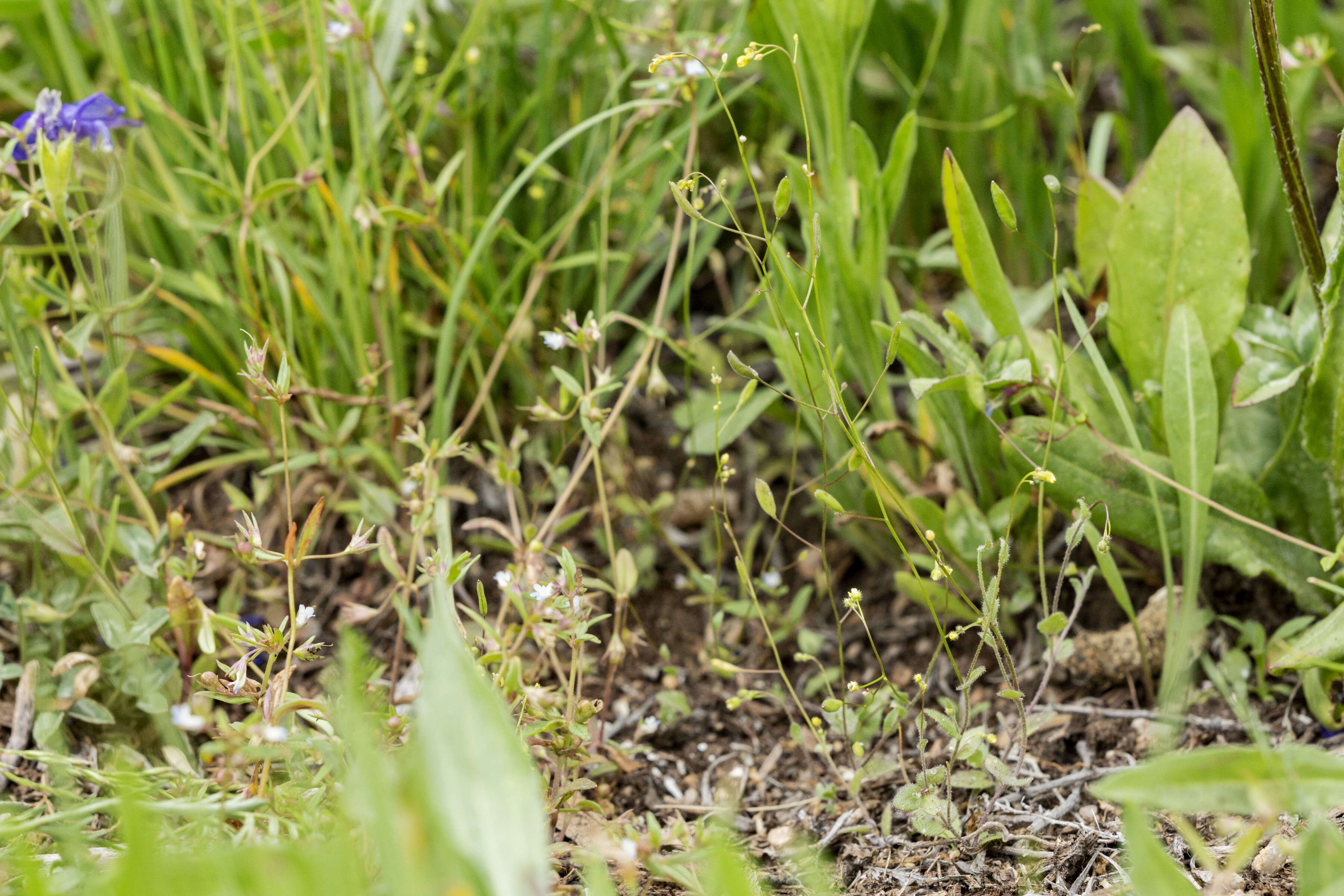 Image of slender draba