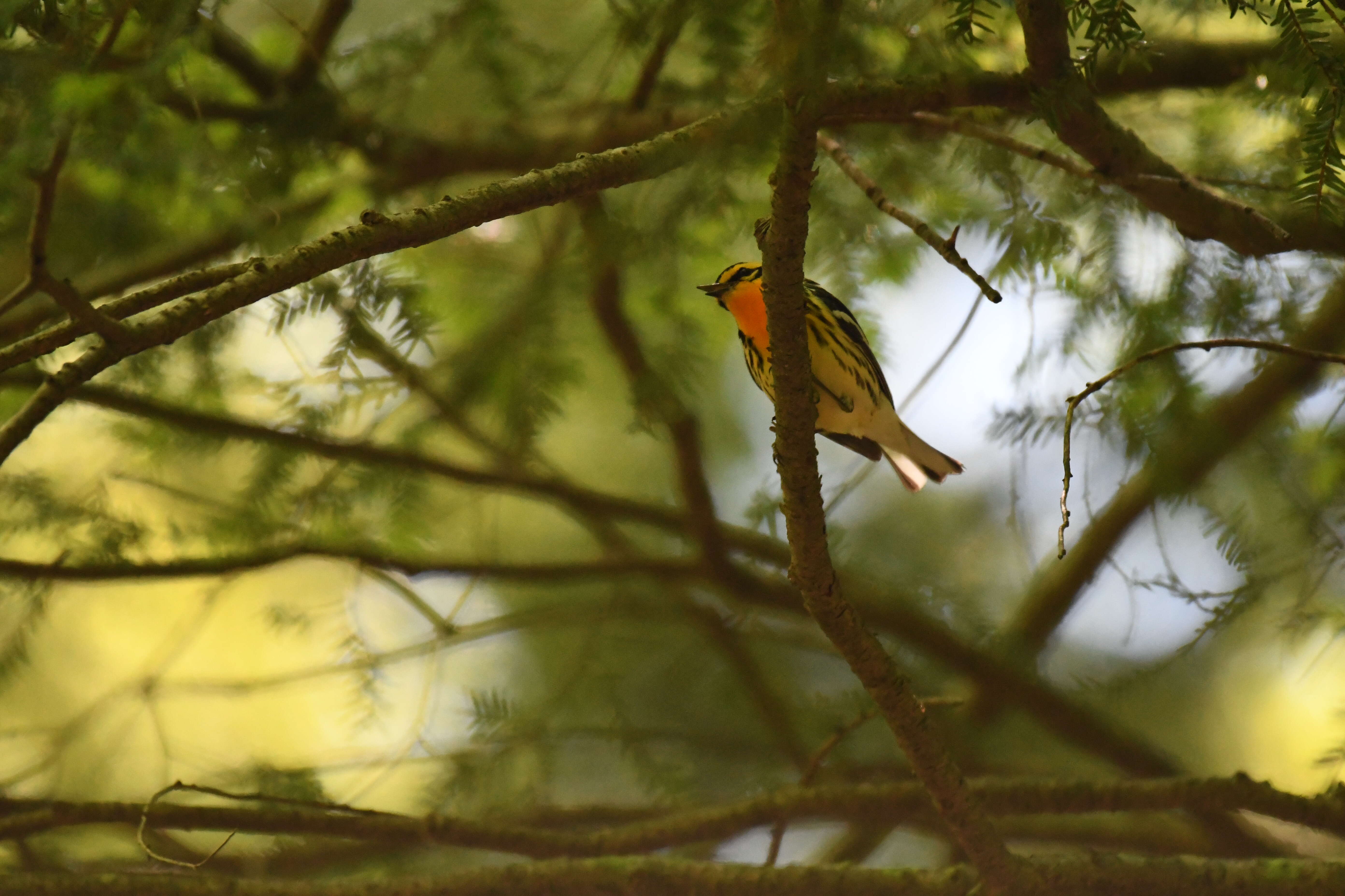 Image of Blackburnian Warbler