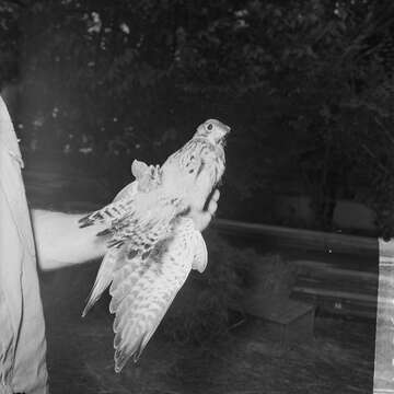 Image of kestrel, common kestrel