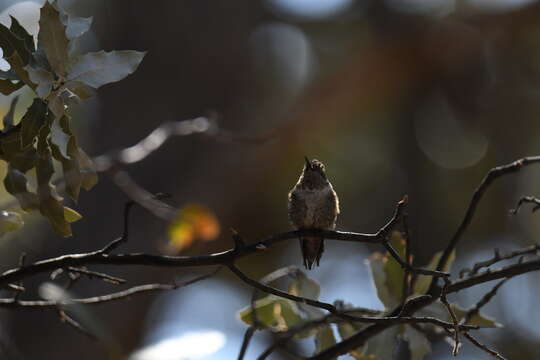 Image of Broad-tailed Hummingbird