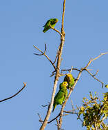 Image of Yellow-fronted Parrot