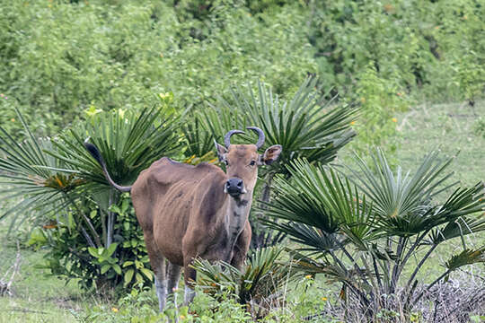 Image of Banteng