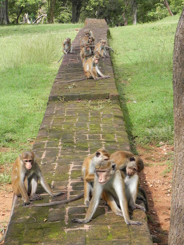 Image of Toque macaque