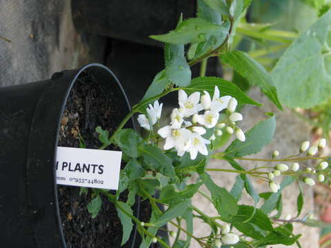 Image of crenate pride-of-Rochester