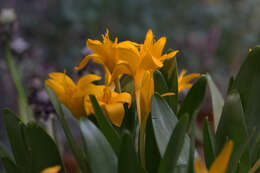 Image of Colchicum luteum Baker