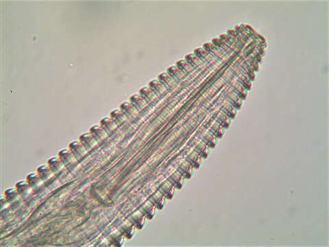 Image of Tylenchomorpha