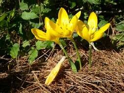 Image of winter daffodil