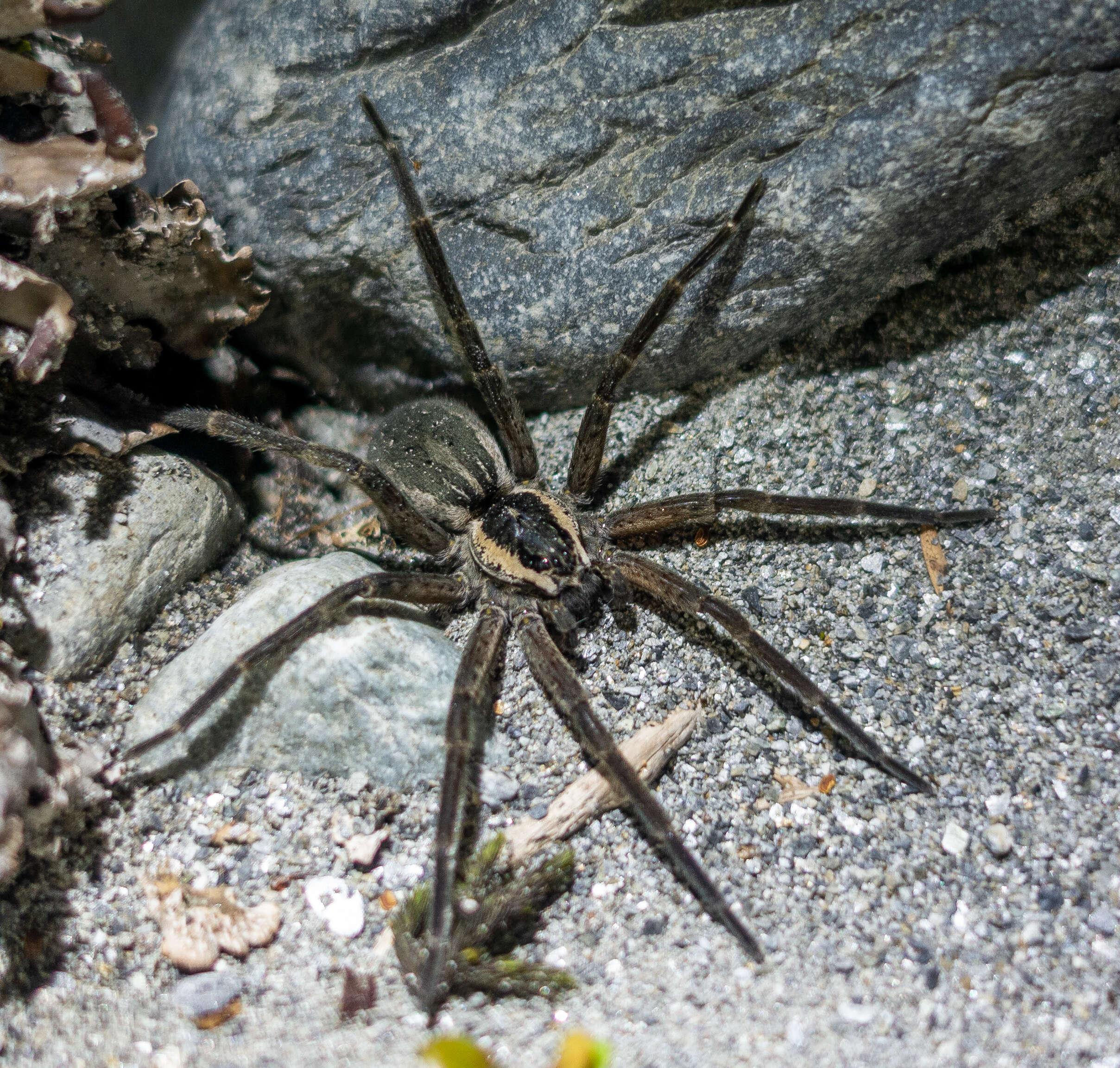 Image of Dolomedes minor L. Koch 1876