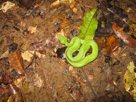 Image of Green Bush Viper