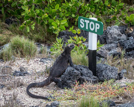 Image of marine iguana