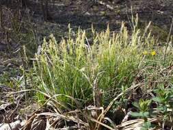 Image de Carex alba Scop.