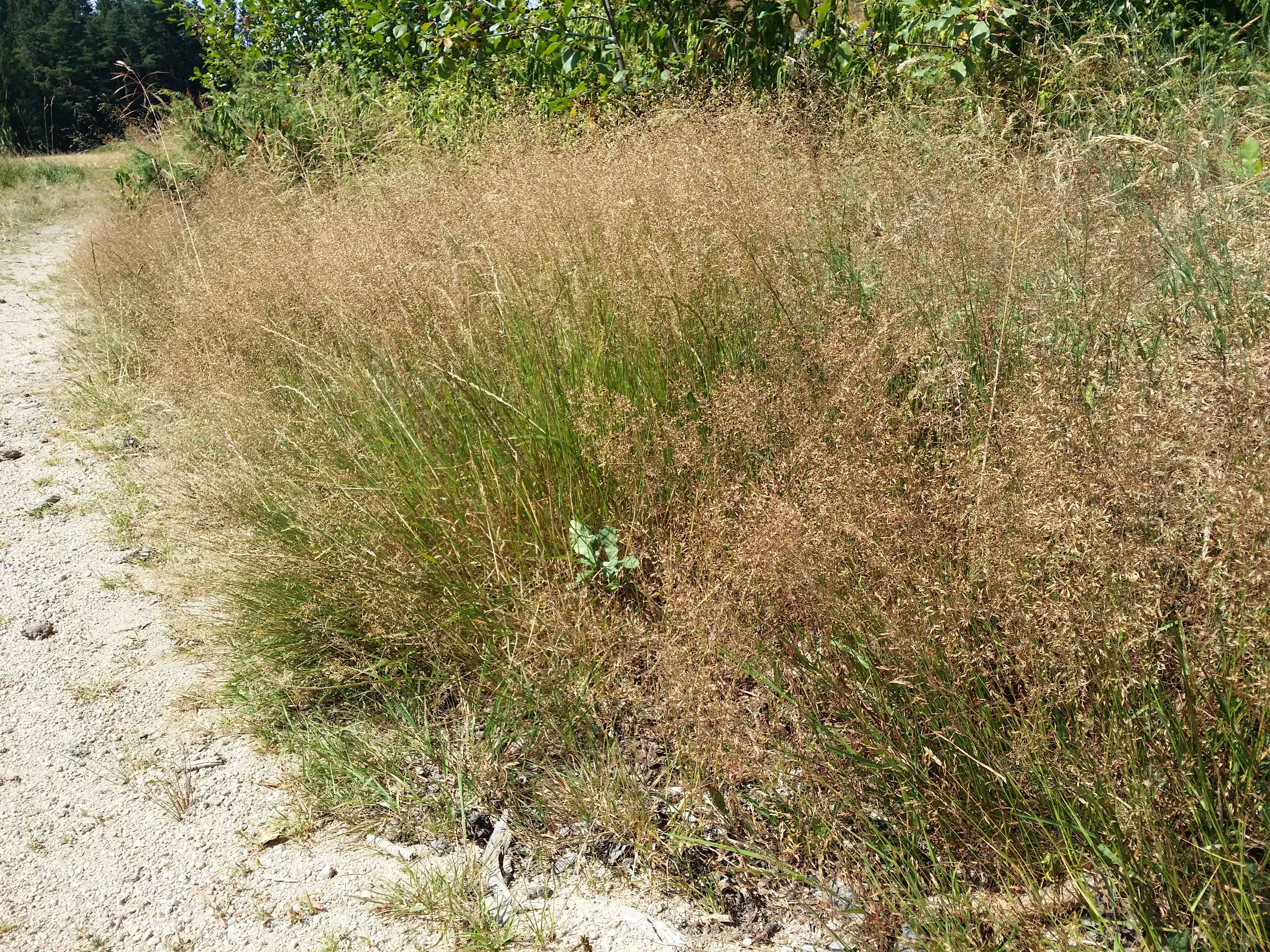 Image de Agrostis commun