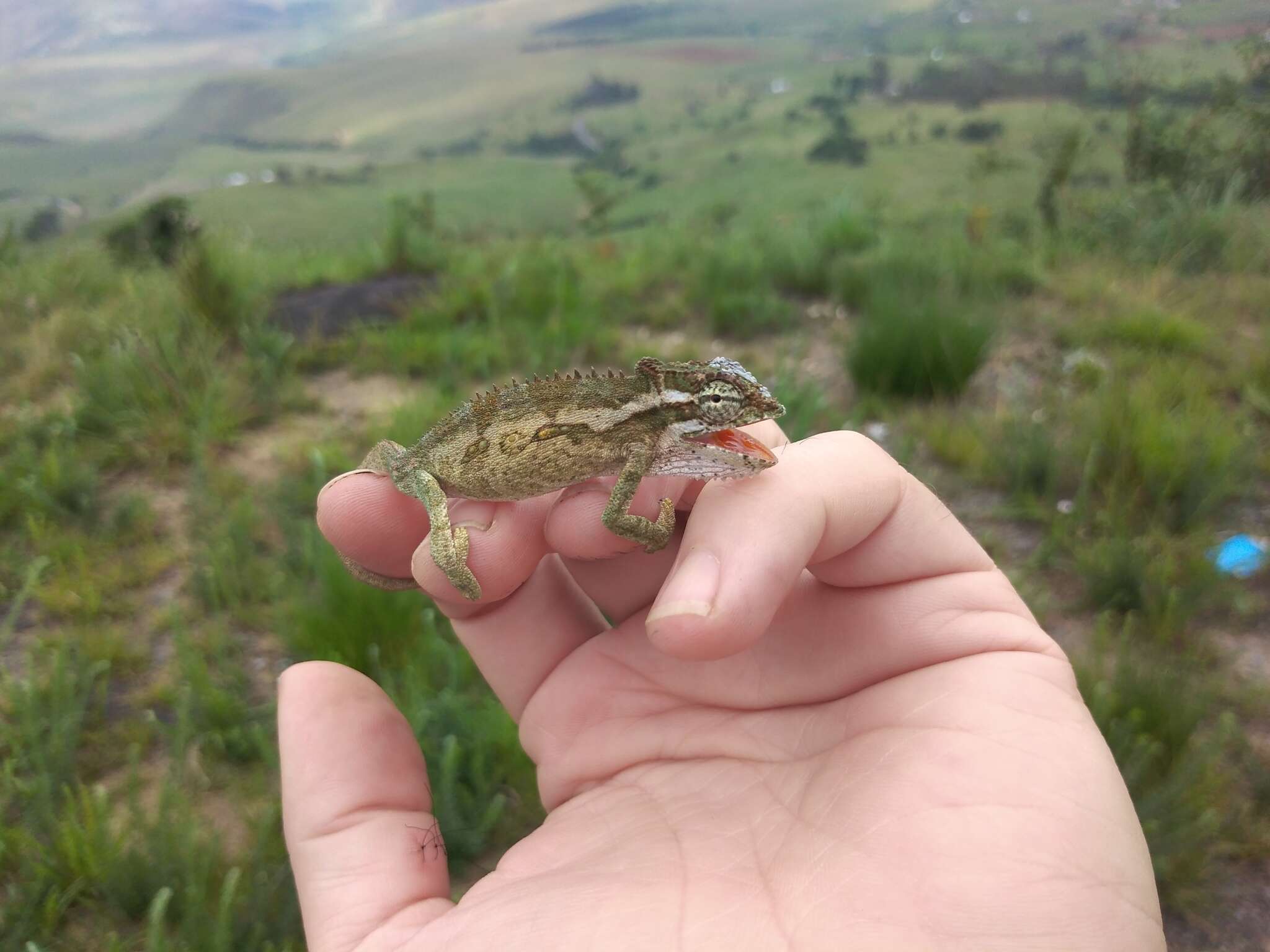 Image de Caméléon nain du Transvaal