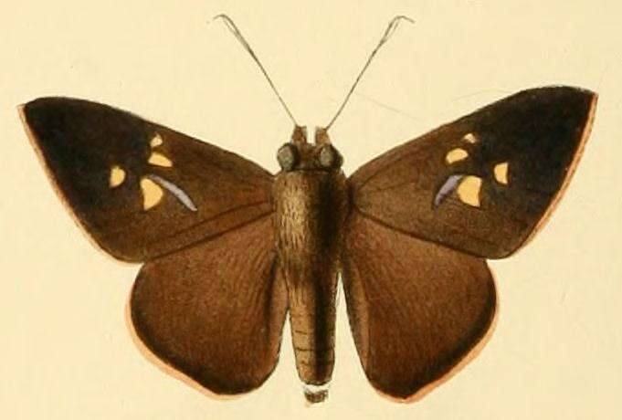 Zophopetes cerymica Hewitson 1867 resmi