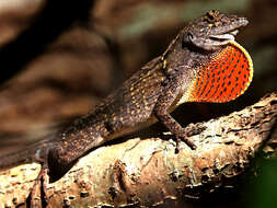 Image of Bahaman brown anole