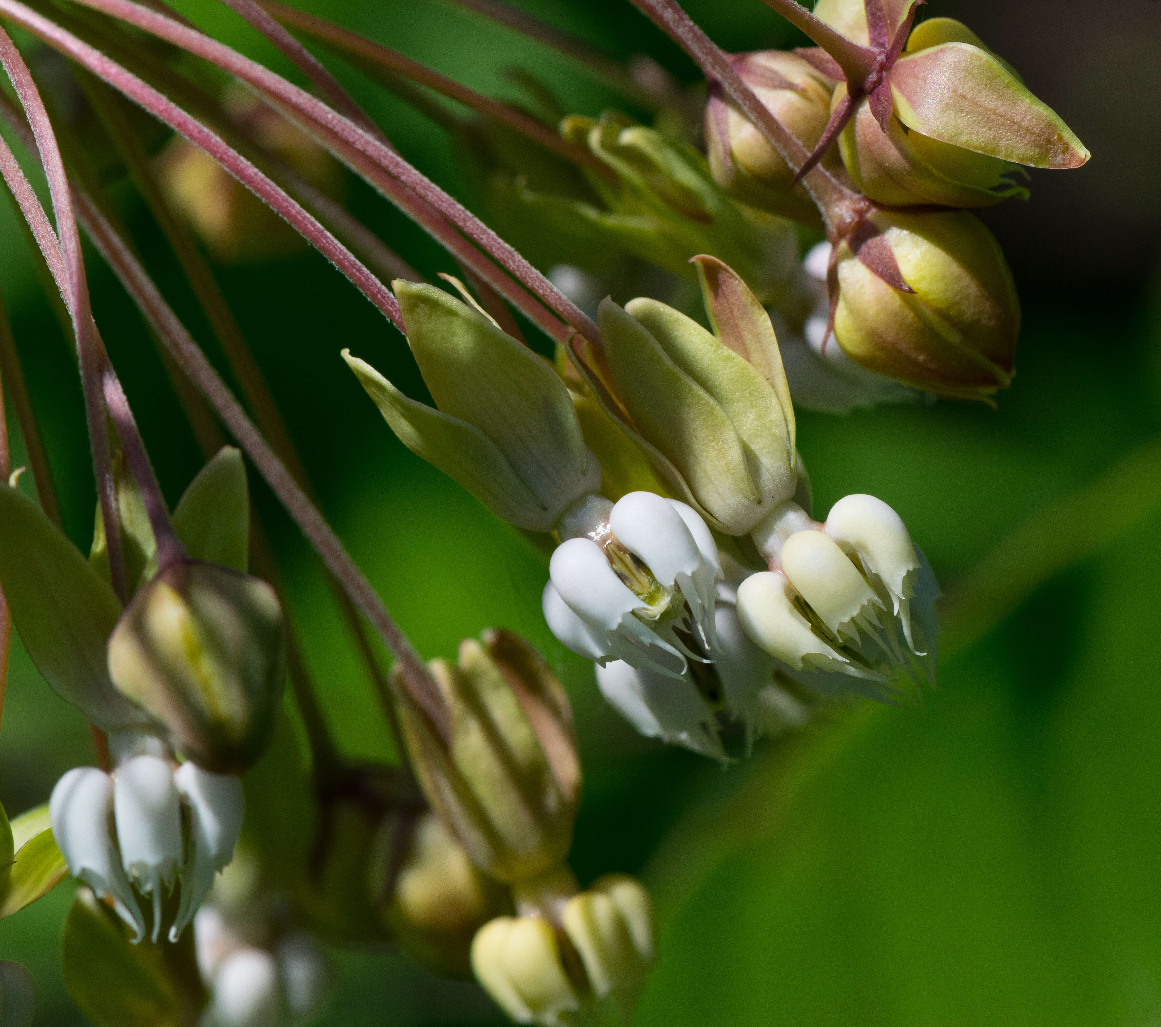 Image of clasping milkweed