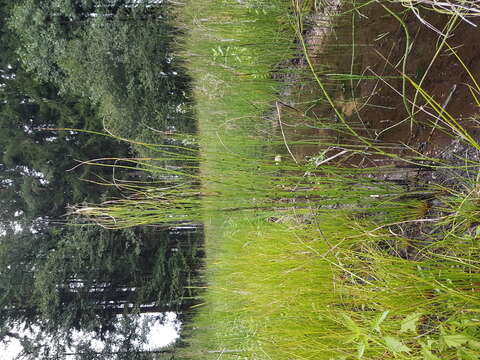 Image of Water Horsetail