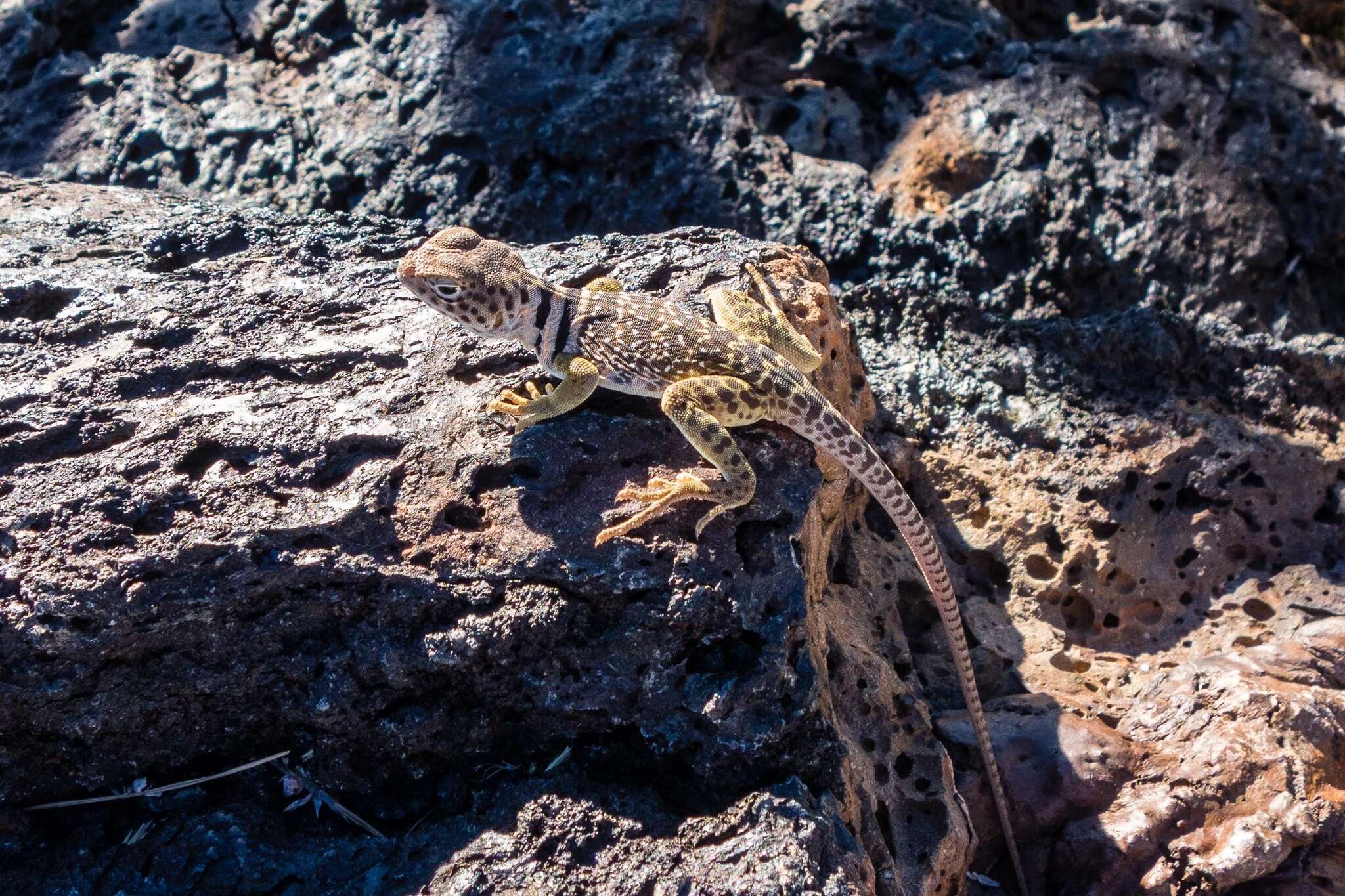 Image of Eastern Collared Lizard