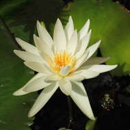 Image of Dotleaf waterlily