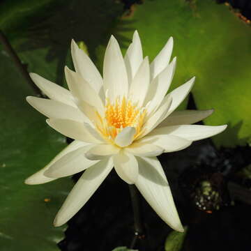 Image de Nymphaea ampla (Salisb.) DC.